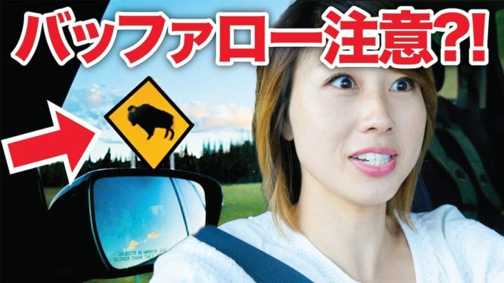 バッファローすら出てきちゃうアメリカの田舎道！グランド・キャニオンまでの移動！〔#656〕【????????横断の旅 57】