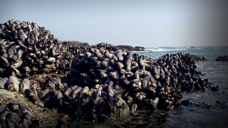 What sticky sea creatures can teach us about making glue | Jonathan Wilker