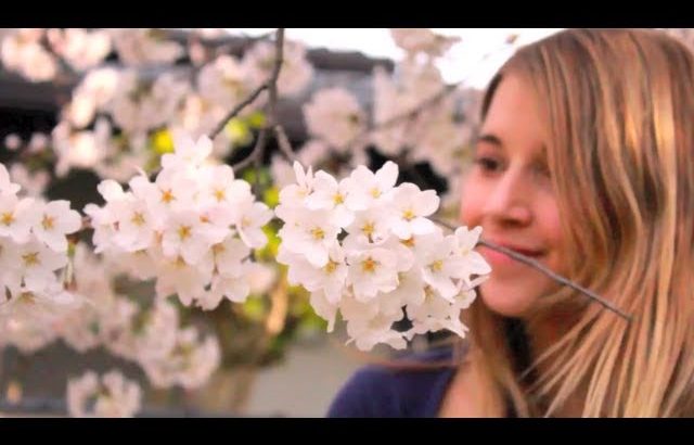 一人で花見いって参りました。Lonely Hanami.