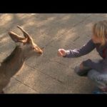 [字幕付き] 宮島への日帰り旅　Day Trip to Miyajima