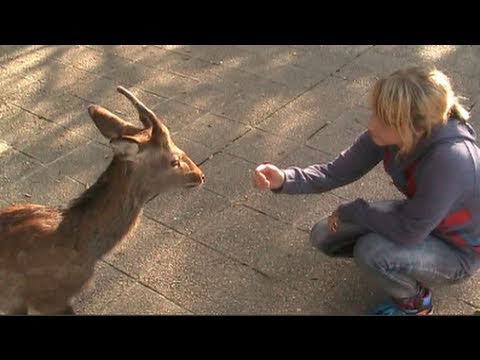 [字幕付き] 宮島への日帰り旅　Day Trip to Miyajima