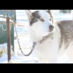 [CTC] ホワイトホースで犬ぞり！ Dogsledding in The Yukon!