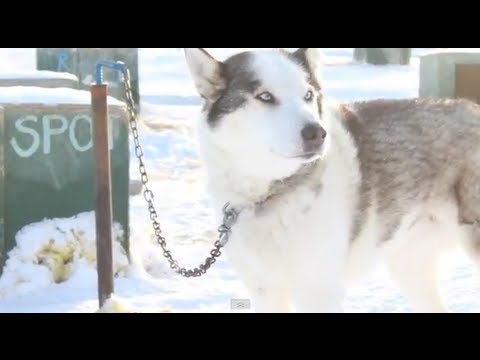 [CTC] ホワイトホースで犬ぞり！ Dogsledding in The Yukon!