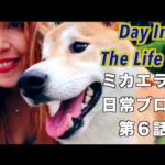 Dating My Doge 柴犬とデート ♥️ Day In The Life #6 ミカエラの日常ブログ第６話