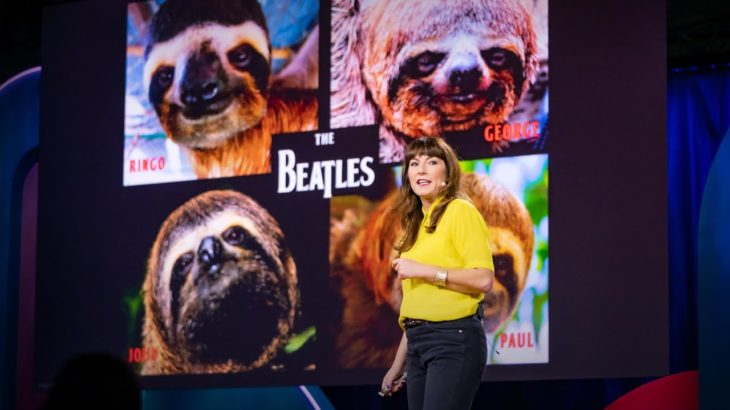 Sloths! The strange life of the world’s slowest mammal | Lucy Cooke