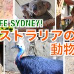 オーストラリアの動物園! // Wildlife Sydney!〔# 282〕