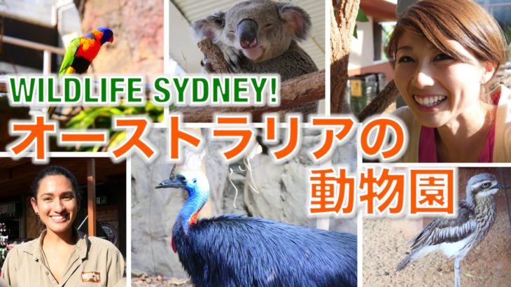 オーストラリアの動物園! // Wildlife Sydney!〔# 282〕