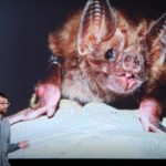 What vaccinating vampire bats can teach us about pandemics | Daniel Streicker