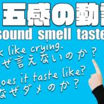 英語の”五感動詞”look sound smell taste feelのすべて（わかりやすい英文法）