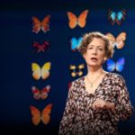 How you can help save the monarch butterfly — and the planet | Mary Ellen Hannibal